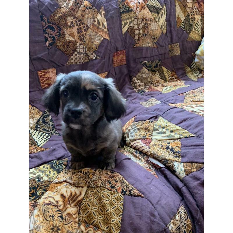 Shitzhu x french bulldog/dachshund puppies
