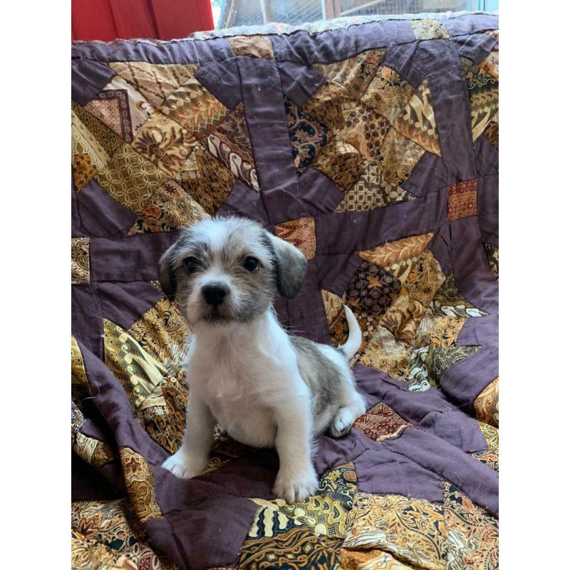 Shitzhu x french bulldog/dachshund puppies