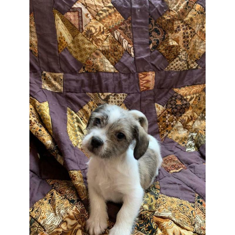 Shitzhu x french bulldog/dachshund puppies