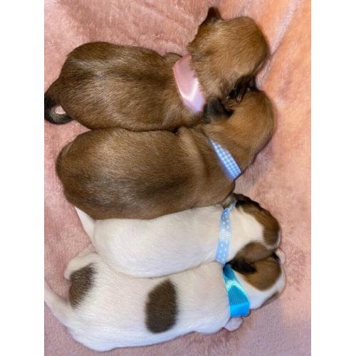 Puppies For Sale