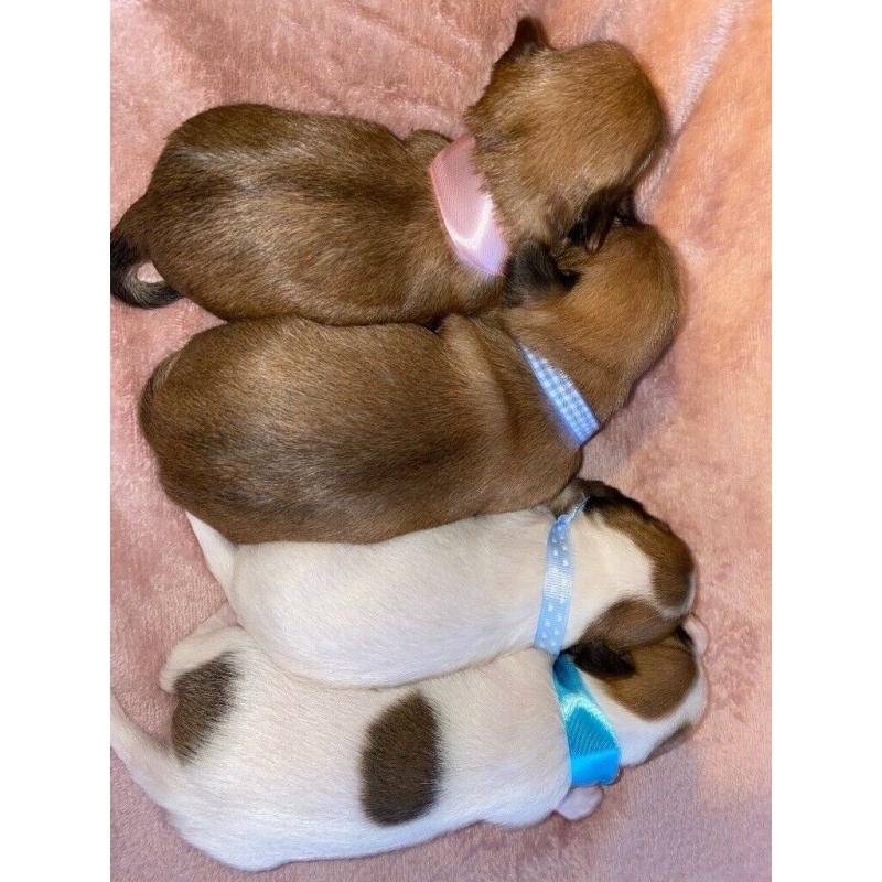 Puppies For Sale