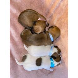 Puppies For Sale