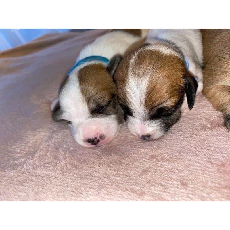 Puppies For Sale