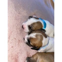 Puppies For Sale