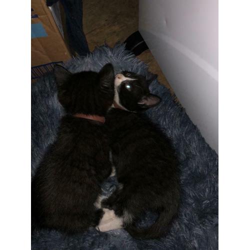 11 week old kittens both for ?250