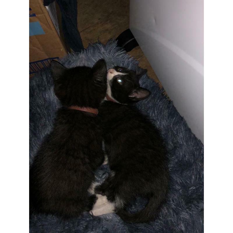 11 week old kittens both for ?250