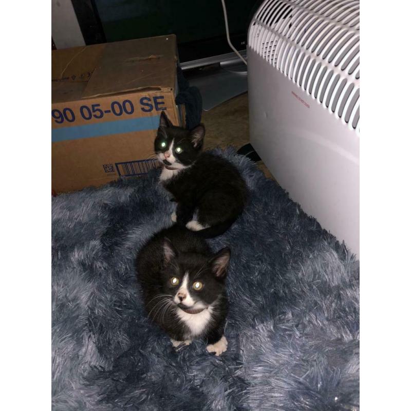 11 week old kittens both for ?250