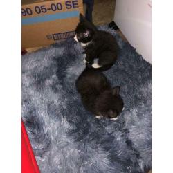 11 week old kittens both for ?250