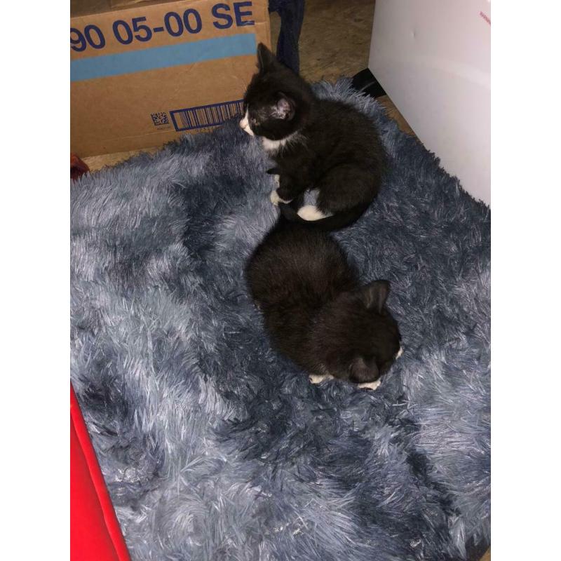 11 week old kittens both for ?250
