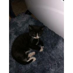 11 week old kittens both for ?250