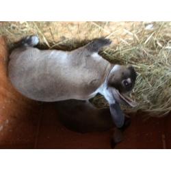 Pure breed Rex rabbit show type