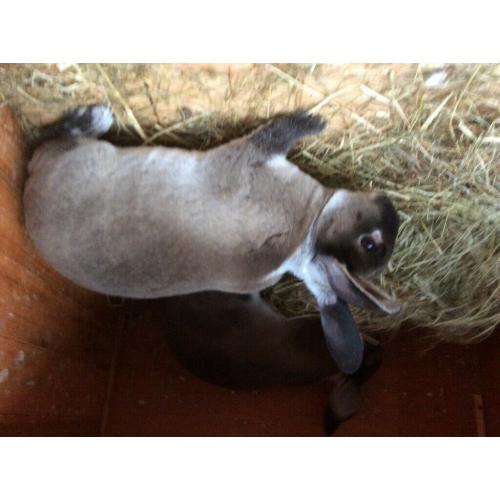 Pure breed Rex rabbit show type
