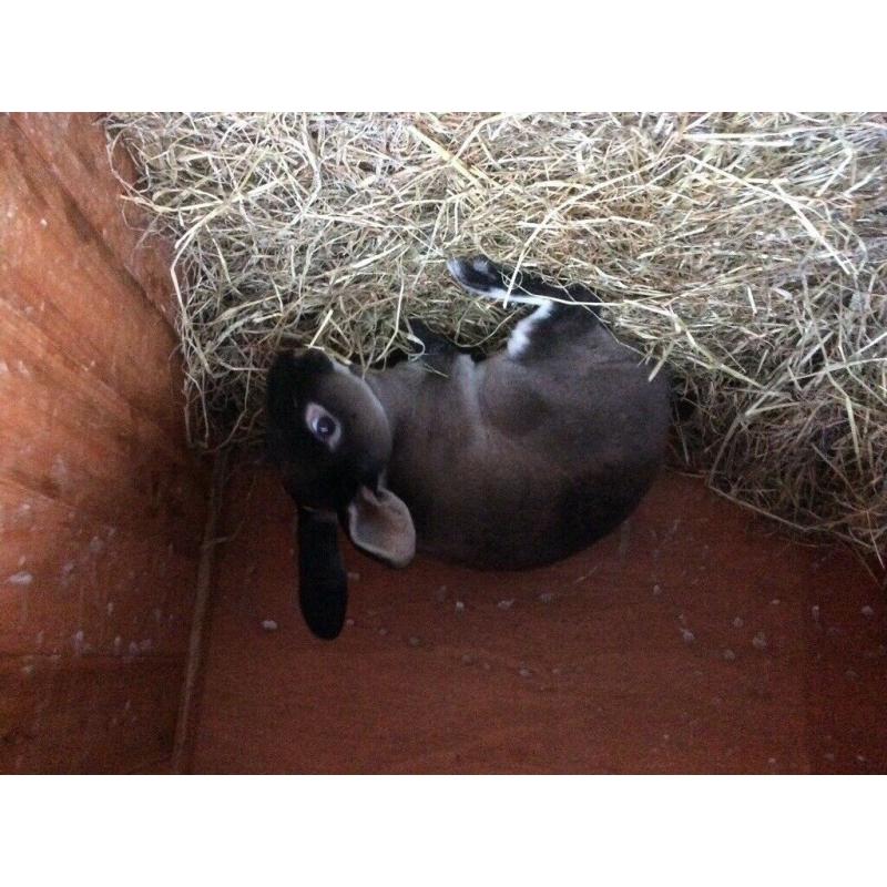 Pure breed Rex rabbit show type