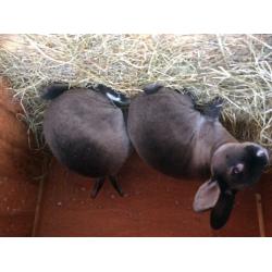Pure breed Rex rabbit show type