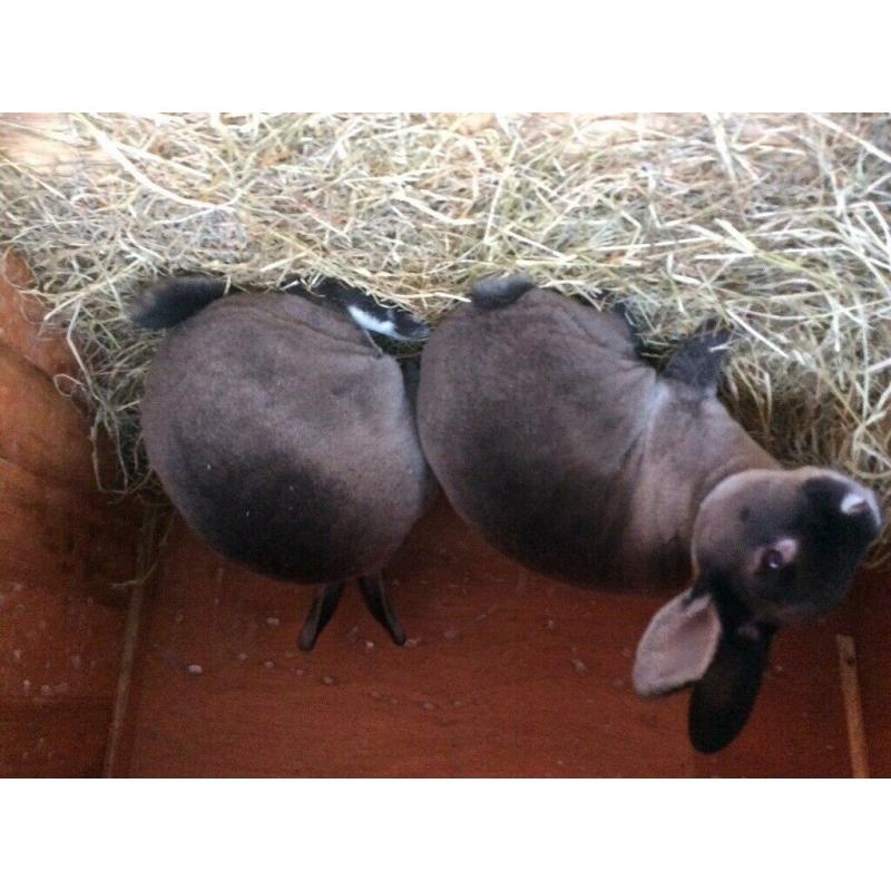 Pure breed Rex rabbit show type