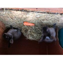 Pure breed Rex rabbit show type