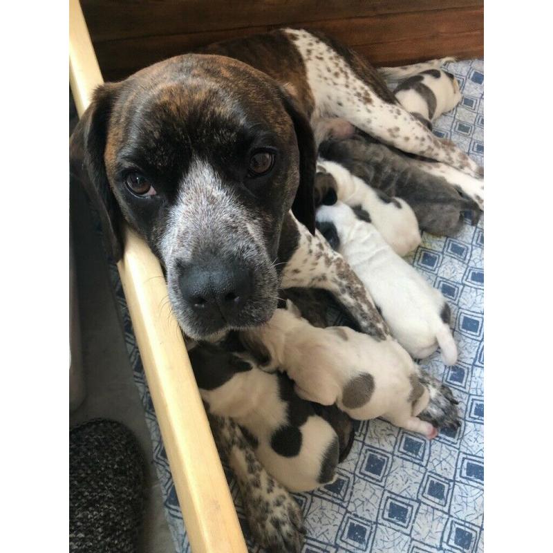 French bulldog cross puppies