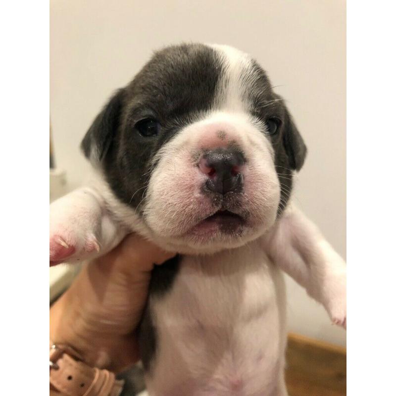 French bulldog cross puppies