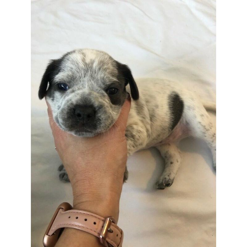 French bulldog cross puppies