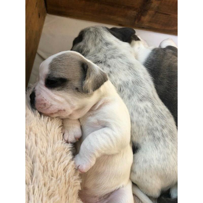 French bulldog cross puppies