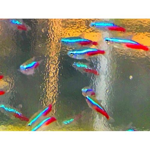Neon tetra peaceful community tropical fish