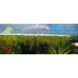 Dwarf water lettuce growing great selling in small bunches