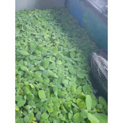 Dwarf water lettuce growing great selling in small bunches