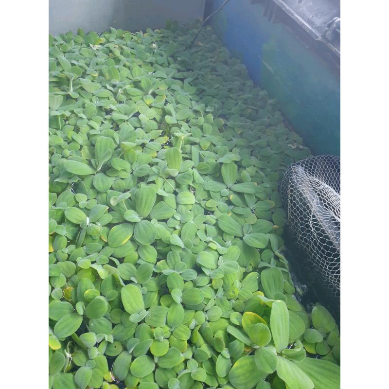 Dwarf water lettuce growing great selling in small bunches