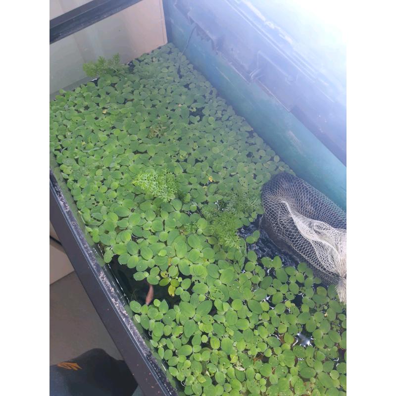 Dwarf water lettuce growing great selling in small bunches