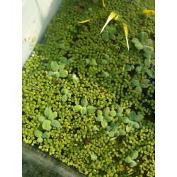 Dwarf water lettuce growing great selling in small bunches