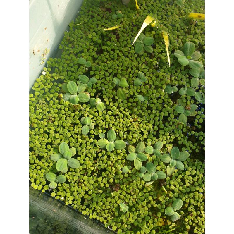 Dwarf water lettuce growing great selling in small bunches