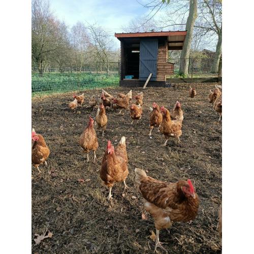 Laying Hens available in Norfolk