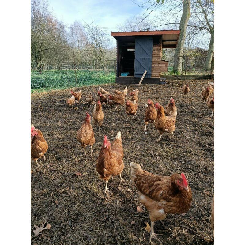 Laying Hens available in Norfolk