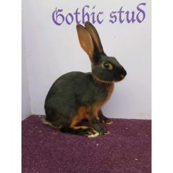Vaccinated blk/tan Baby Belgian hares