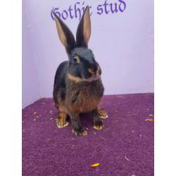 Vaccinated blk/tan Baby Belgian hares