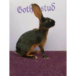 Vaccinated blk/tan Baby Belgian hares