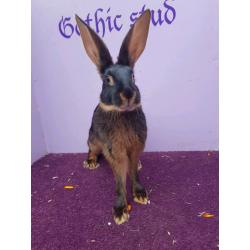 Vaccinated blk/tan Baby Belgian hares