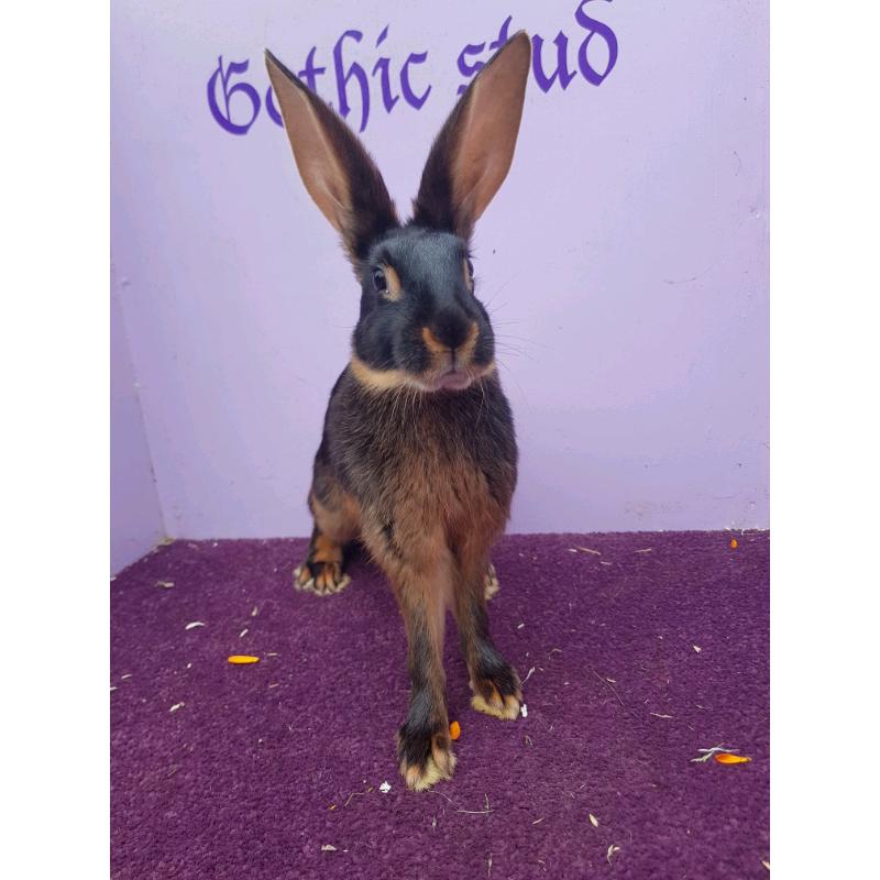 Vaccinated blk/tan Baby Belgian hares