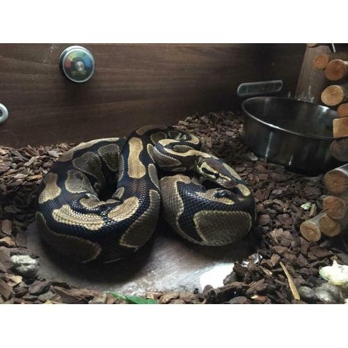 Royal python (female) and 3ft viv with full set up
