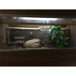 Royal python (female) and 3ft viv with full set up