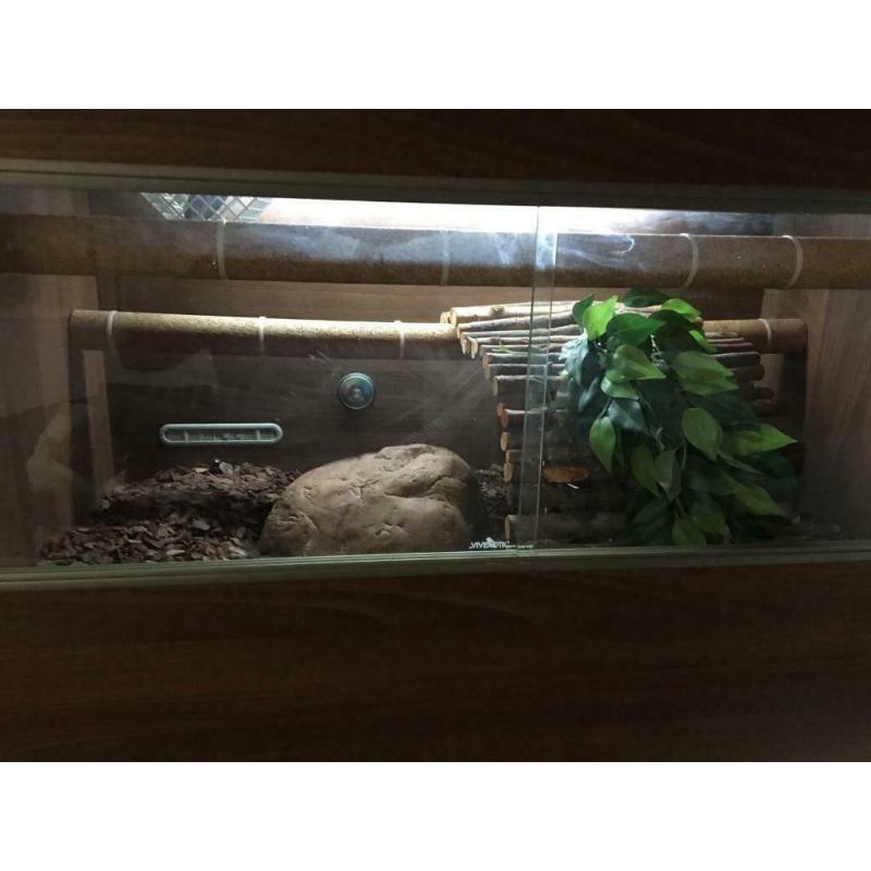 Royal python (female) and 3ft viv with full set up