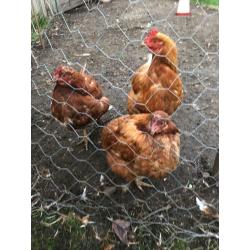 3 hens ?30