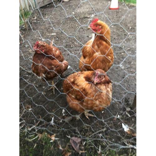 3 hens ?30