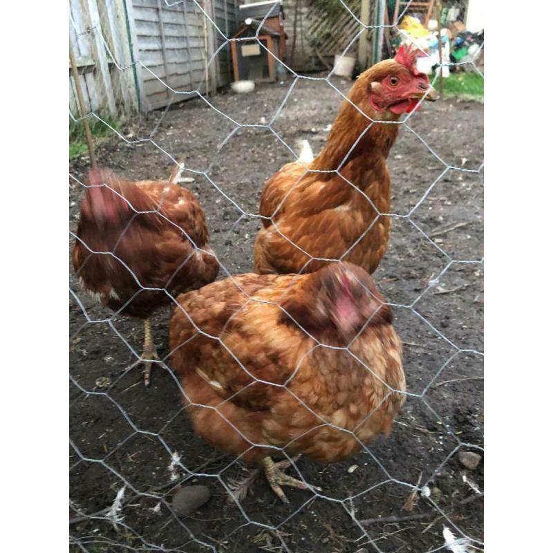 3 hens ?30