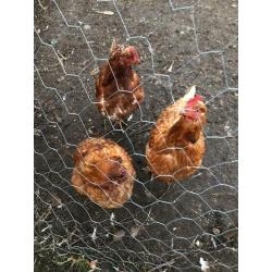 3 hens ?30