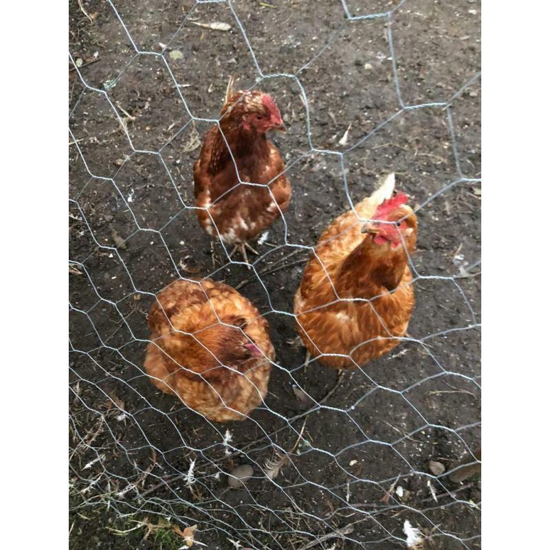 3 hens ?30