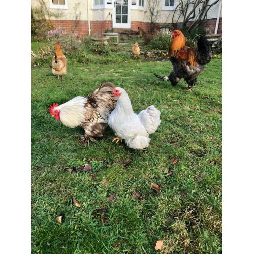 Purebred Pekin Bantam Cockerel and Giant Brahma, Hutches Also for Sale, near Farnham 3 months old