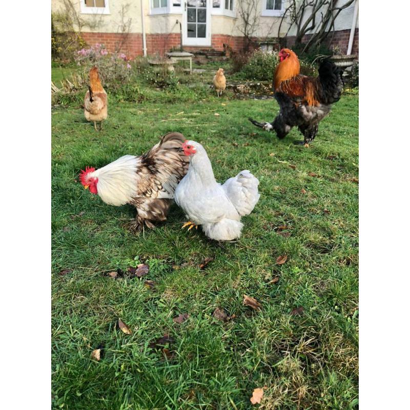 Purebred Pekin Bantam Cockerel and Giant Brahma, Hutches Also for Sale, near Farnham 3 months old