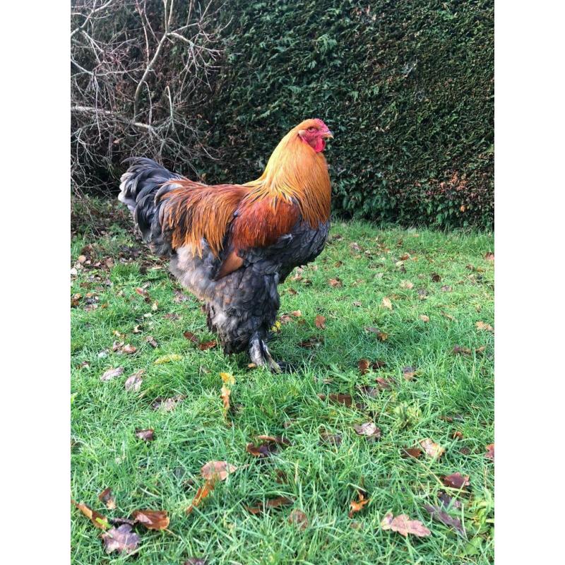 Purebred Pekin Bantam Cockerel and Giant Brahma, Hutches Also for Sale, near Farnham 3 months old
