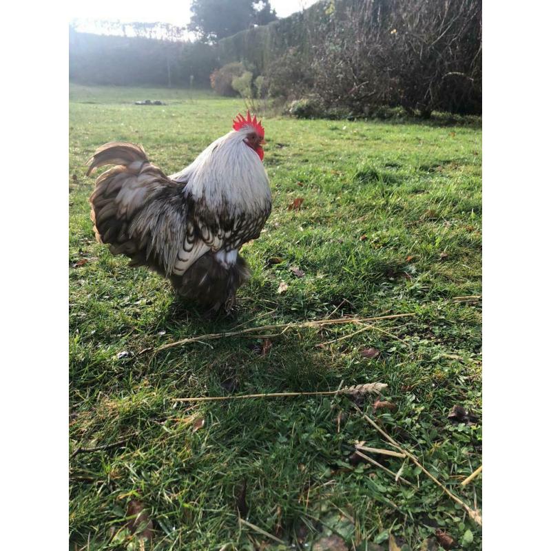 Purebred Pekin Bantam Cockerel and Giant Brahma, Hutches Also for Sale, near Farnham 3 months old